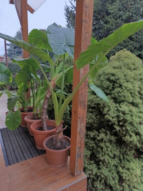 Elefntfl virg (Alocasia)