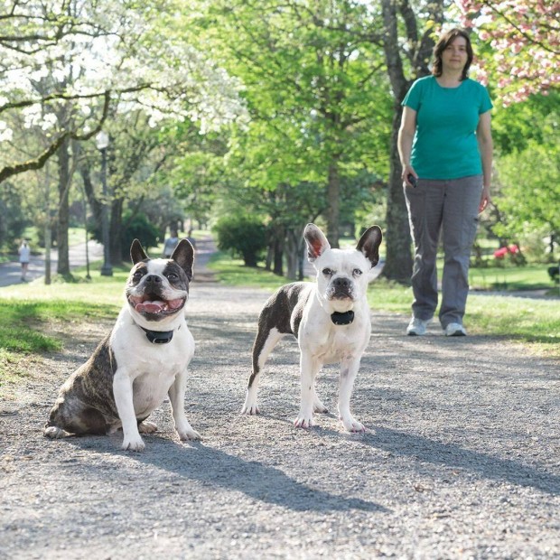 Elektromos nyakörv a Petsafetől, 300m