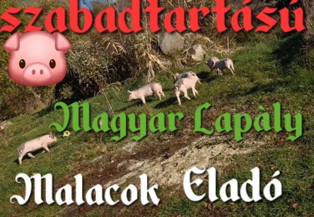 lelmiszer. Magyar Laply Malacok Eladk 