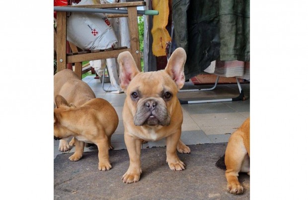 Elrhet Fajtatiszta jelleg Francia Bulldog kiskutyk