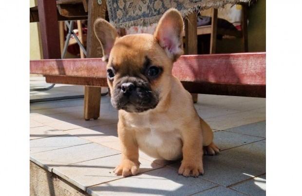 Elrhet fajtatiszta jelleg Francia Bulldog kiskutyk