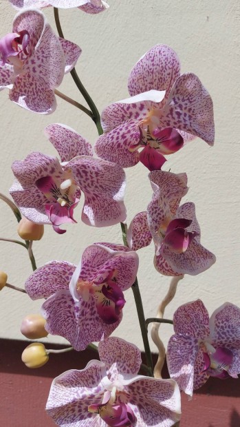 leth, m Orchidea 