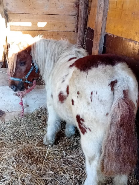 Ellado egy mura 100cm hassas 3ves kanca poni !!!!