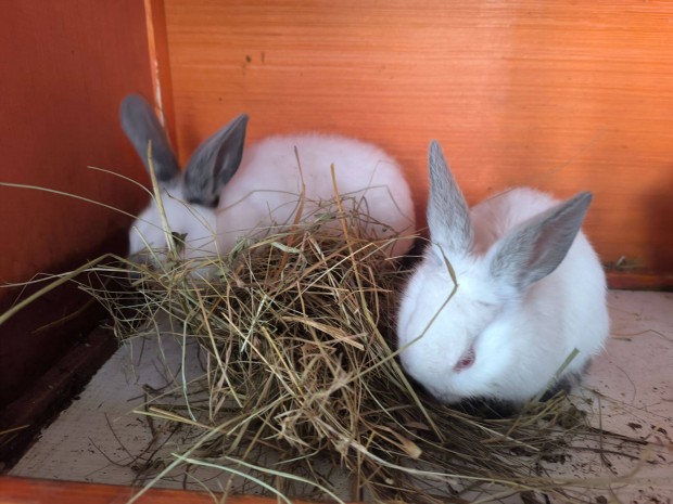 �l� nyulak elad�