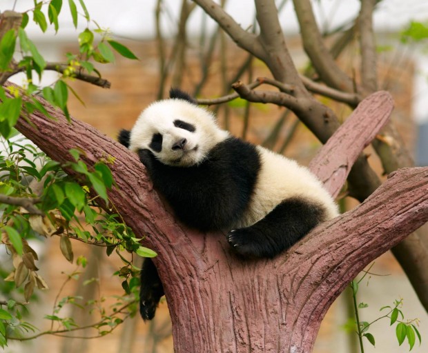Elő pandát szeretnék venni