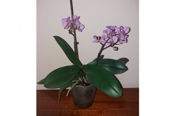 Élő virágzó lila rózsaszín orchidea gyönyörűen virágzik