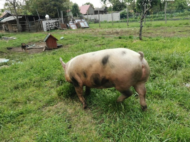Elhasi koca kltzne 