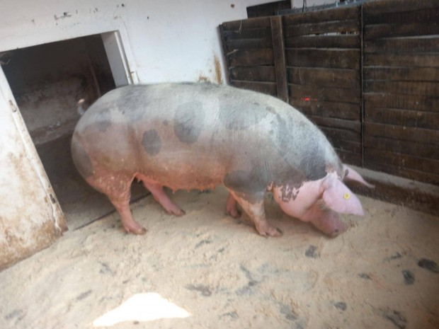 Előhasi pietrain koca eladó!