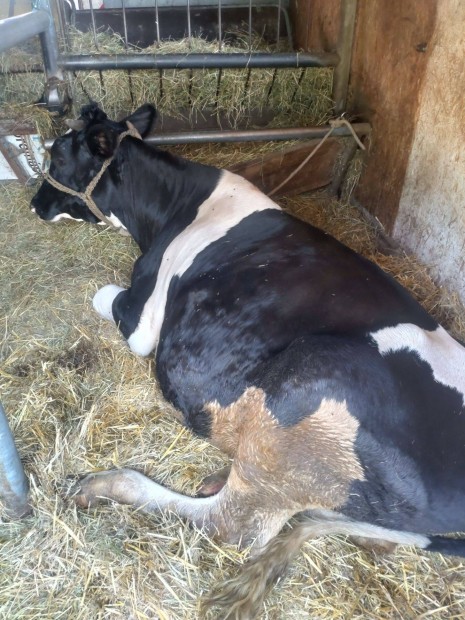 Elhasi sz Holstein frz