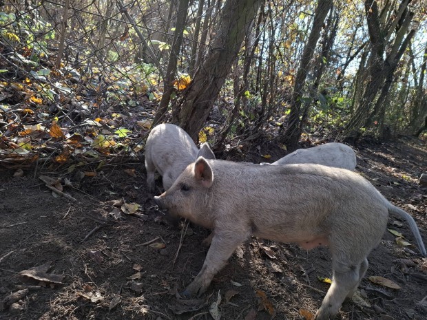 Eljegyezhet mangalica malac