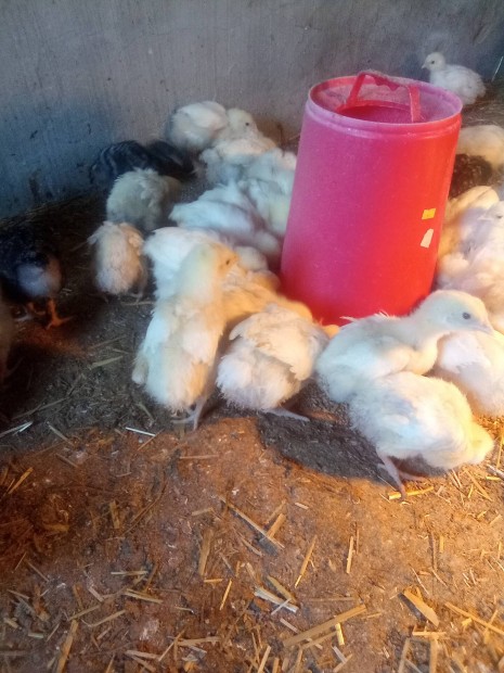 Előnevelt Hús hibrid csibék, költöznének Mezőkomaromból.