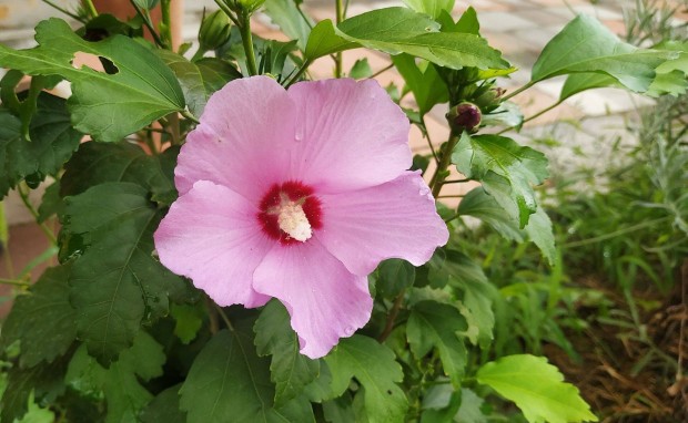 Elnevelt Szriai hibiszkusz cserjk eladk