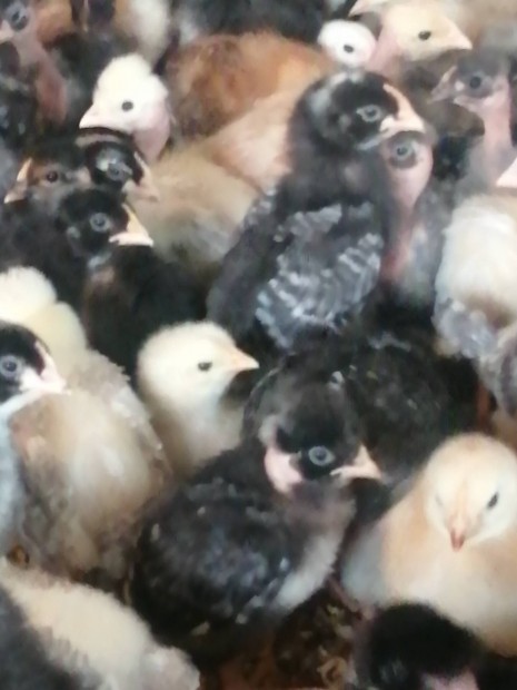 Elnevelt csirke csibe 