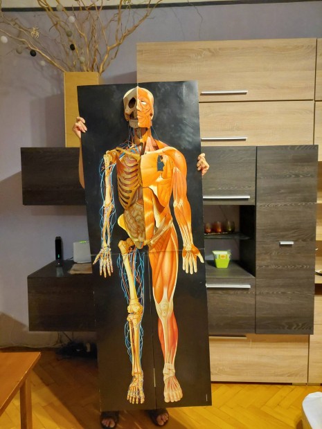 Emberi test 3D-s kihajthat, rszletes demonstrcis bbu elad