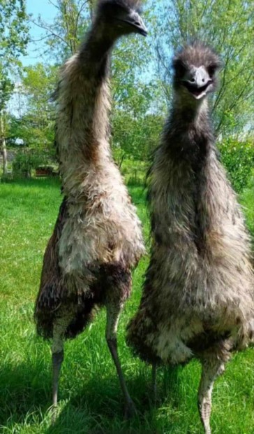 Emu ! Szeld pr elad!