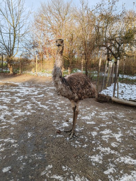 Emu (kakas) elad