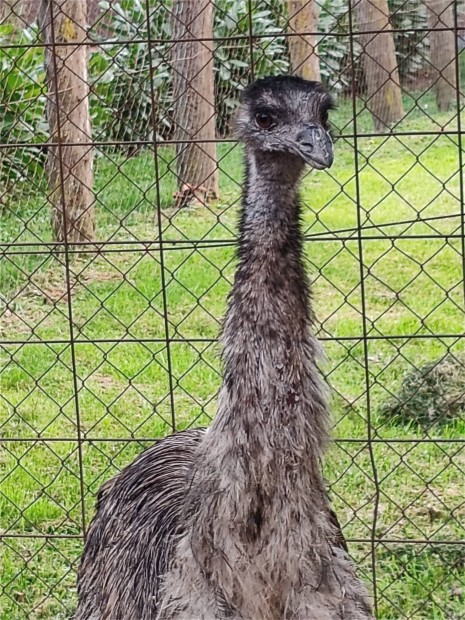 Emu (kakas) elad