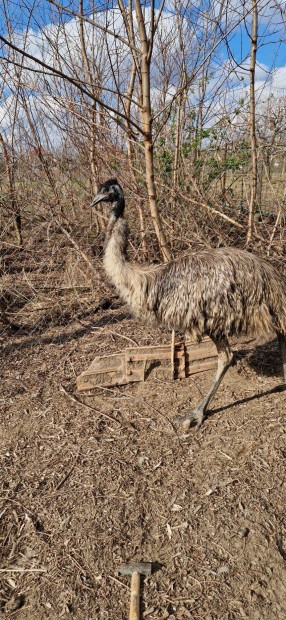 Emu cserlhet