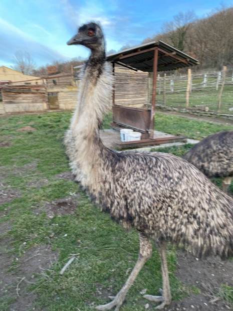 Emu kakas pr