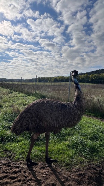 Emu pr elad