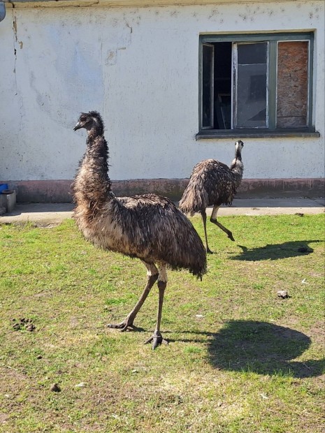 Emu pr elad !