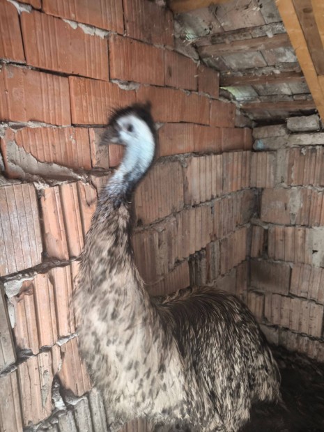 Emu stlna msnl