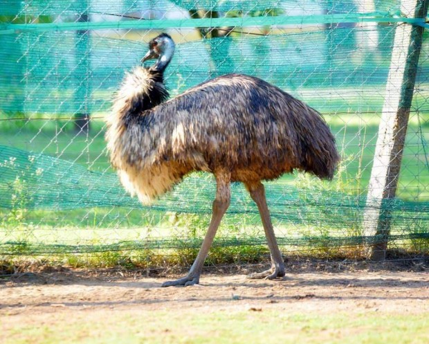 Emu tenysz csapat 