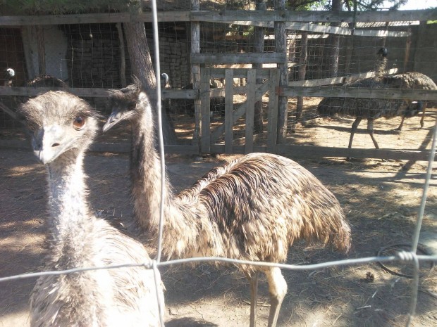 Emu tenyszprok