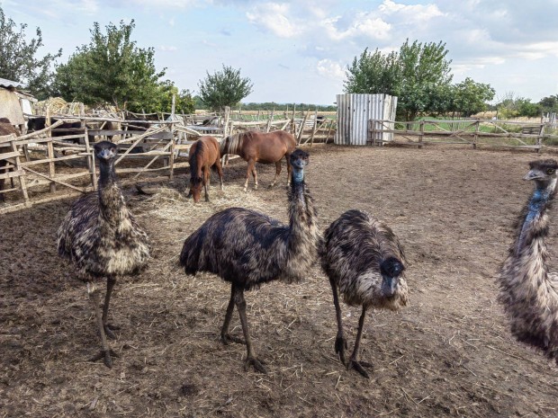 Emu tojs elad