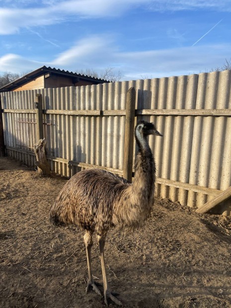 Emu toj elad vagy kakasra cserlhet