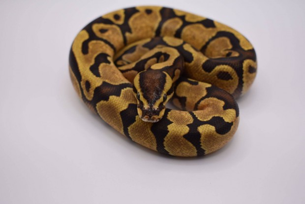 Enchi 2024-es kirlypiton ball python