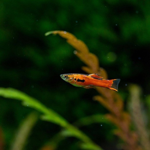 Endler guppi