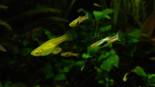 Endler guppi / Poecilia wingei