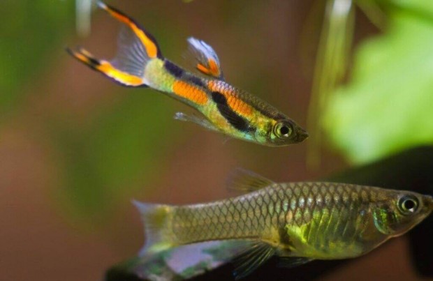 Endler-guppik ingyen elvihet