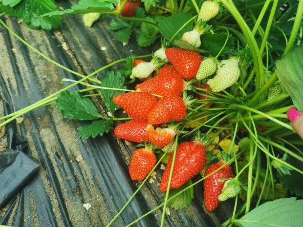 Eper pal�nta (Frigo)