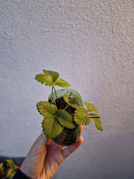 Eperpalánta konténerben, földieper palánta, szamóca, eper,
