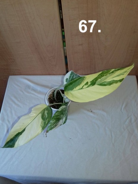 Epipremnum albo variegata