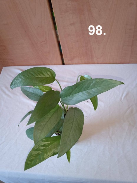 Epipremnum cebu blue
