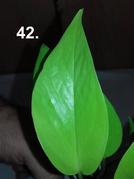 Epipremnum golden pothos