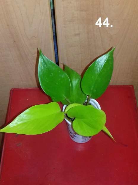 Epipremnum golden pothos 44.sz