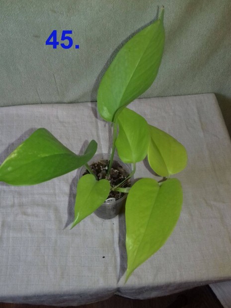 Epipremnum golden pothos 45