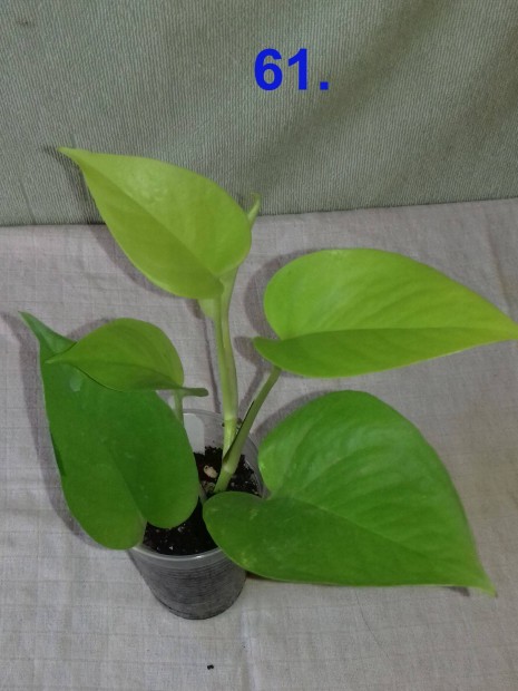 Epipremnum golden pothos 61