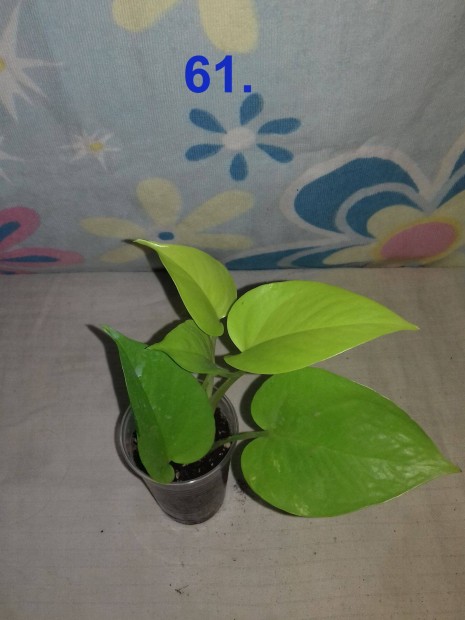 Epipremnum golden pothos 61.sz