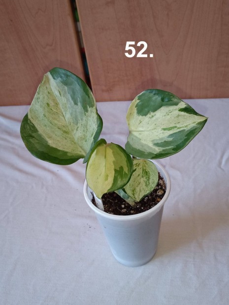 Epipremnum happy leaf