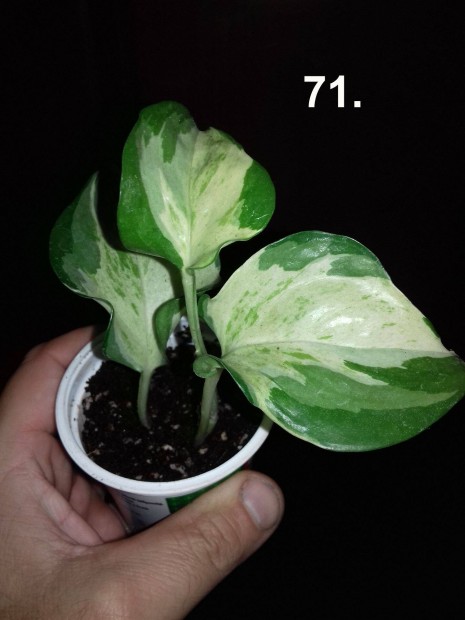 Epipremnum happy leaf 71. sz