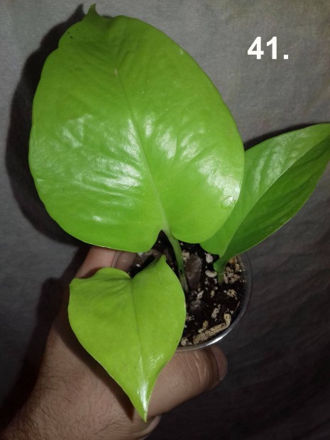 Epipremnum pinnatum golden pothos 41.sz