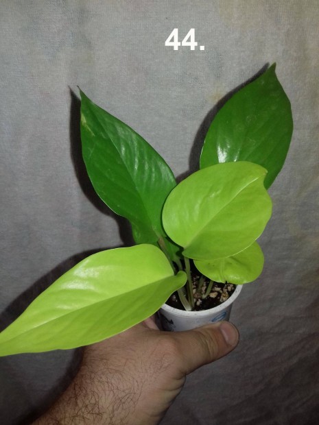 Epipremnum pinnatum golden pothos 44.sz