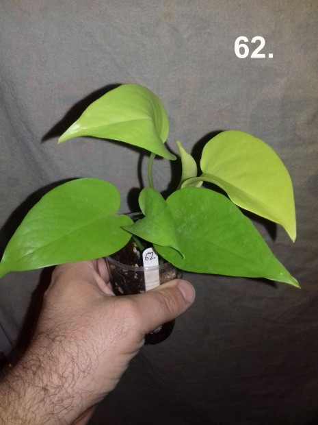 Epipremnum pinnatum golden pothos 62.sz