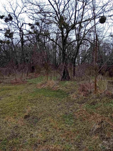 �p�t�si telek elad� Bakonygyir�ton