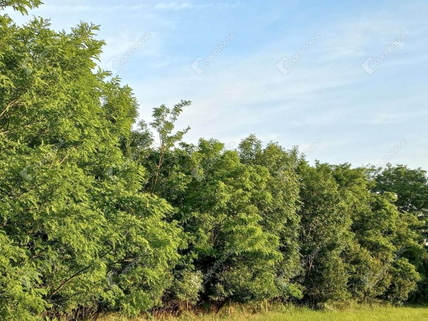 �p�t�si telek elad� Mih�lyh�z�n!